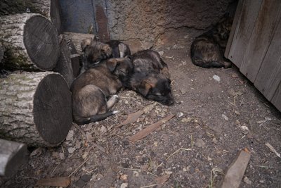 "Кожен патрульний смаколики привозить": восьмеро цуценят народилося на станції патрульної поліції Дніпропетровщини "Кожен патрульний смаколики привозить": восьмеро цуценят народилося на станції патрульної поліції Дніпропетровщини