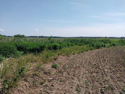 "Тут тварини травляться". На Сумщині зливають каналізаційні води поблизу села "Тут тварини травляться". На Сумщині зливають каналізаційні води поблизу села