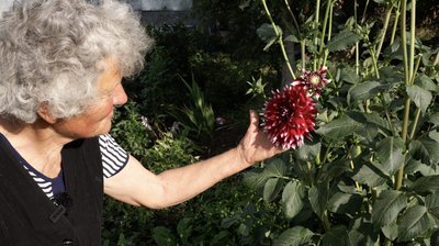 Поле жоржин на городі: як 82-річна буковинка Ольга Грекул вирощує понад сотню сортів квітів Поле жоржин на городі: як 82-річна буковинка Ольга Грекул вирощує понад сотню сортів квітів