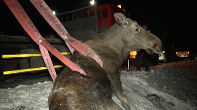 Збили лося на трасі Чернігів – Київ: чому не вдалося врятувати тварину на Чернігівщині Збили лося на трасі Чернігів – Київ: чому не вдалося врятувати тварину на Чернігівщині