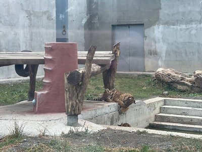 У вінницькому зоопарку з'явились двоє уссурійських тигренят У вінницькому зоопарку з'явились двоє уссурійських тигренят