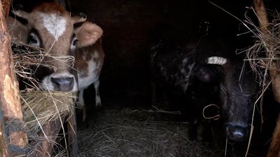 Відкрив ФОП і став фермером на прикордонні Чернігівщини: як господарює житель Кам’янської Слободи, що за 8 км від Росії Відкрив ФОП і став фермером на прикордонні Чернігівщини: як господарює житель Кам’янської Слободи, що за 8 км від Росії