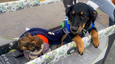 Мурашка, Умка та інші: у Миколаєві шукали господарів для собак Мурашка, Умка та інші: у Миколаєві шукали господарів для собак