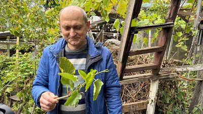 Через теплу осінь і спеку влітку: у Кропивницькому в жовтні дозріла шовковиця Через теплу осінь і спеку влітку: у Кропивницькому в жовтні дозріла шовковиця