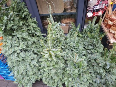Чому у Рівному поки що не продають ялинки та коли чекати масового продажу Чому у Рівному поки що не продають ялинки та коли чекати масового продажу