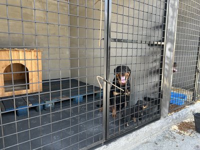 Поблизу Кременчука волонтери будують притулок для безпритульних собак та котів Поблизу Кременчука волонтери будують притулок для безпритульних собак та котів