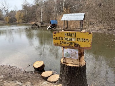 У полтавський дендропарк планують придбати лебедів: хто може долучитися