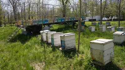 "Їм немає що взяти в природі": як на Кіровоградщині холодна весна вплинула на бджіл і медозбір "Їм немає що взяти в природі": як на Кіровоградщині холодна весна вплинула на бджіл і медозбір