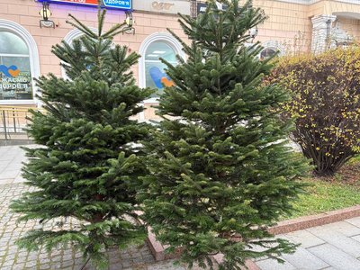 Ялинкові ярмарки у Житомирі: ціни на ялинки та що обирають містяни цього року Ялинкові ярмарки у Житомирі: ціни на ялинки та що обирають містяни цього року