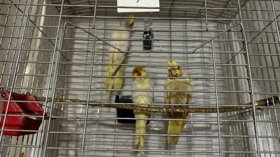 Краматорськ папуги волонтерський штаб Донецька область 20 грудня 2024 рік Краматорськ папуги волонтерський штаб Донецька область 20 грудня 2024 рік