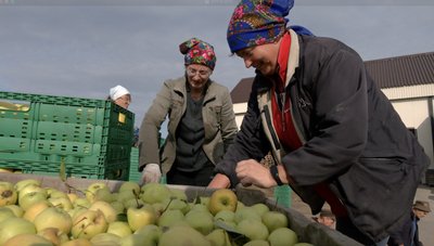 На радість закоханим: фермерське господарство з Черкащини вирощує яблука у формі серця На радість закоханим: фермерське господарство з Черкащини вирощує яблука у формі серця