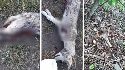 "Пес поїв птицю, кіт ходив полем". На Кіровоградщині поліція розслідує вбивство тварин "Пес поїв птицю, кіт ходив полем". На Кіровоградщині поліція розслідує вбивство тварин
