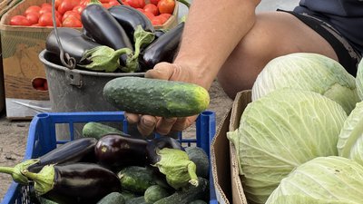 Огірки, баклажани, капуста, помідори
