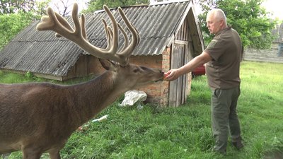 "Ми кожного дня бачимо його": на Рівненщині олень розгулює вулицями селища
