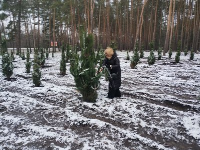 У лісопарку Кропивницького посадили 200 дерев. Чому це зробили взимку У лісопарку Кропивницького посадили 200 дерев. Чому це зробили взимку