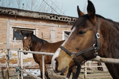 Коні стоять в загоні Коні стоять в загоні