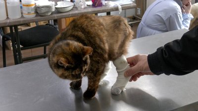 Краматорськ ветлікарі тварини Донецька область 5 лютого 2025 рік Краматорськ ветлікарі тварини Донецька область 5 лютого 2025 рік