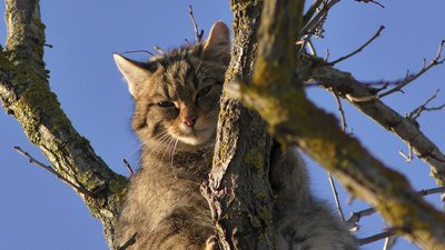 У степах Одещини помітили червонокнижного лісового кота У степах Одещини помітили червонокнижного лісового кота