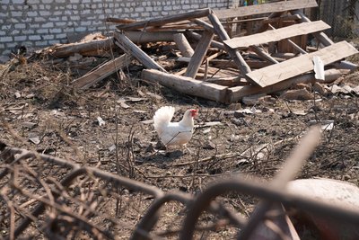 Курка бігає по подвір'ю Курка бігає по подвір'ю
