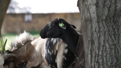 Новий житель з'явився у парку "Оствиця" на Рівненщині. Що про нього відомо Новий житель з'явився у парку "Оствиця" на Рівненщині. Що про нього відомо