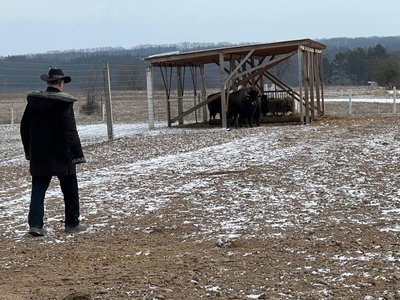 На Вінниччині розвивають екологічне фермерство: у Бохониках розводять оленів і бізонів На Вінниччині розвивають екологічне фермерство: у Бохониках розводять оленів і бізонів