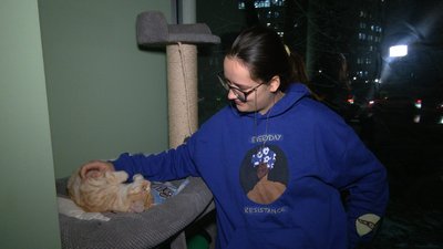Хмельницьке котокафе прихистило бездомних тварин