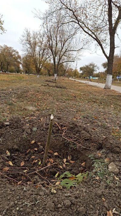 Мер міста на Одещині пропонує нагороду за вандала, який зламав саджанці на алеї Мер міста на Одещині пропонує нагороду за вандала, який зламав саджанці на алеї