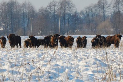 Зубри на Львівщині Зубри на Львівщині