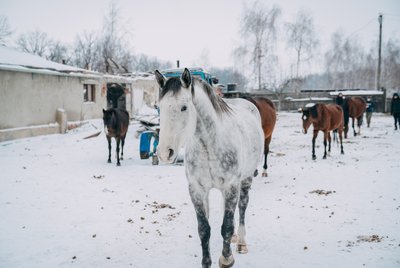 Евакуація коней зі Старосалтівської громади до Харкова Евакуація коней зі Старосалтівської громади до Харкова