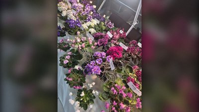 Фіалка-химера: колекціонерка з Сум вивела новий вид квітки Фіалка-химера: колекціонерка з Сум вивела новий вид квітки