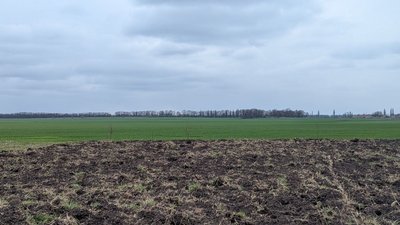 Як вплинули квітневі морози на стан озимини та ріпаку — пояснення черкаського агронома Як вплинули квітневі морози на стан озимини та ріпаку — пояснення черкаського агронома