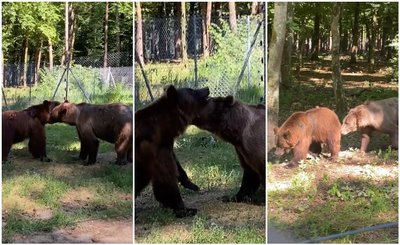 Бахмут знайшов собі пару: історія ведмедя з Донеччини, що живе після порятунку з-під обстрілів, у притулку на Львівщині