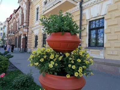 Крадуть квіти з клумб Крадуть квіти з клумб