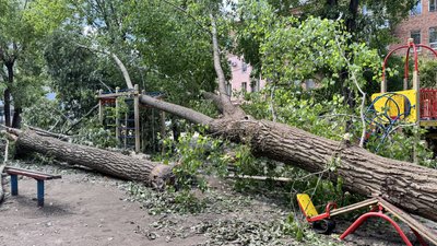 У кропивницькому дворі після грози 27 травня залишаються повалені дерева: хто їх має прибрати У кропивницькому дворі після грози 27 травня залишаються повалені дерева: хто їх має прибрати