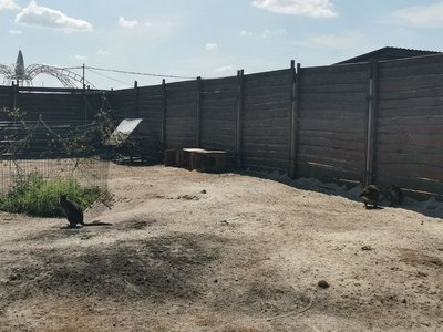 Двох кенгуру із "Фельдман Екопарку" привезли після російського обстрілу в екопарк на Полтавщині Двох кенгуру із "Фельдман Екопарку" привезли після російського обстрілу в екопарк на Полтавщині