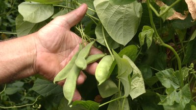 квасоля, город, село, агроновини, літо, рослини квасоля, город, село, агроновини, літо, рослини