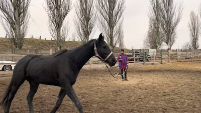 У Кропивницькому проводять заняття з іпотерапії: що це та для кого У Кропивницькому проводять заняття з іпотерапії: що це та для кого