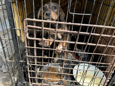 Де та як живуть коти і собаки, яких перевезли з фронту: притулок у місті Кременчук Де та як живуть коти і собаки, яких перевезли з фронту: притулок у місті Кременчук
