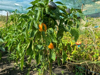 овочі помідори евакуація примусова евакуація родини діти люди прифронтове село Іллінівка Іллінівська громада Донецька область 10 вересня 2024 рік овочі помідори евакуація примусова евакуація родини діти люди прифронтове село Іллінівка Іллінівська громада Донецька область 10 вересня 2024 рік