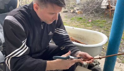Чоловік обрізає гілку винограду Чоловік обрізає гілку винограду