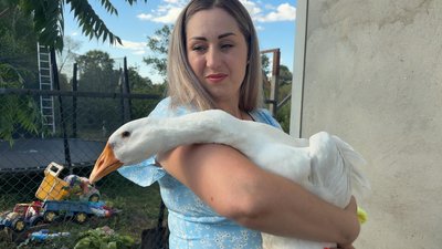 «За характером наш Чопа — меланхолік»: як гусак став домашнім улюбленцем у родини з Хмельниччиниedited «За характером наш Чопа — меланхолік»: як гусак став домашнім улюбленцем у родини з Хмельниччиниedited