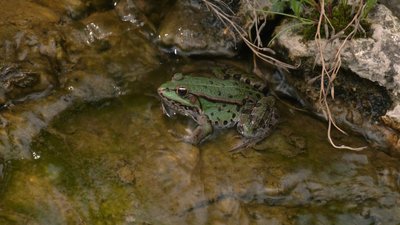 Ландшафтний дизайн, штучні водойми, декоративні дерева: жителька Хмельниччини створила у селі сад своєї мрії Ландшафтний дизайн, штучні водойми, декоративні дерева: жителька Хмельниччини створила у селі сад своєї мрії