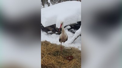 Відлетів восени і повернувся перед Новим роком: історія лелеки Бусі, який зимував на Рівненщині Відлетів восени і повернувся перед Новим роком: історія лелеки Бусі, який зимував на Рівненщині