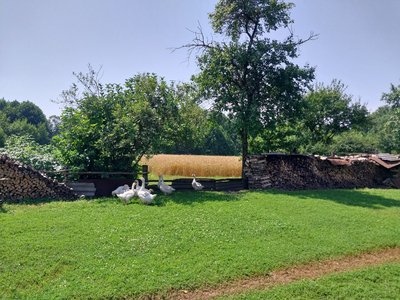 "Мало хто навідується". Як живе малолюдне село Графське на прикордонні Сумщини "Мало хто навідується". Як живе малолюдне село Графське на прикордонні Сумщини