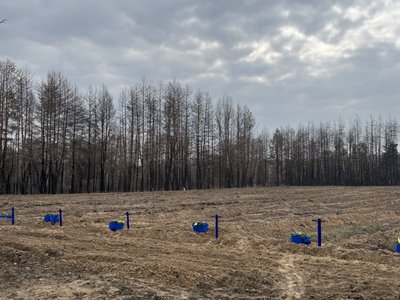 Відновлення після пожежі: на Полтавщині лісівники висаджують нові ліси