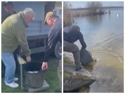 Серет, зариблення, річка Серет, зариблення, річка