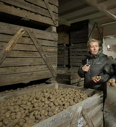 Коли і як садити картоплю навесні 2026: оптимальні строки, ґрунт і помилки городників Коли і як садити картоплю навесні 2026: оптимальні строки, ґрунт і помилки городників