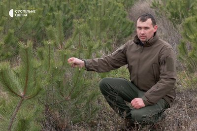 Замість зрубаного дерева — саджанець у горщику: як на Одещині вирощують ялинки та сосни Замість зрубаного дерева — саджанець у горщику: як на Одещині вирощують ялинки та сосни