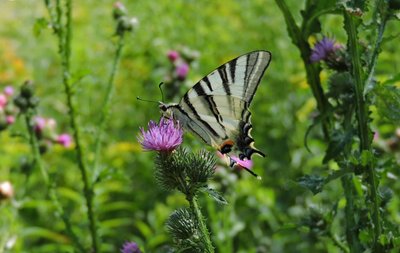 Подалірій (Iphiclides podalirius). Варварівське лісництво Подалірій (Iphiclides podalirius). Варварівське лісництво