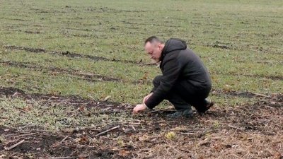 Як погода на Кіровоградщині впливає на озимі зернові культури Як погода на Кіровоградщині впливає на озимі зернові культури
